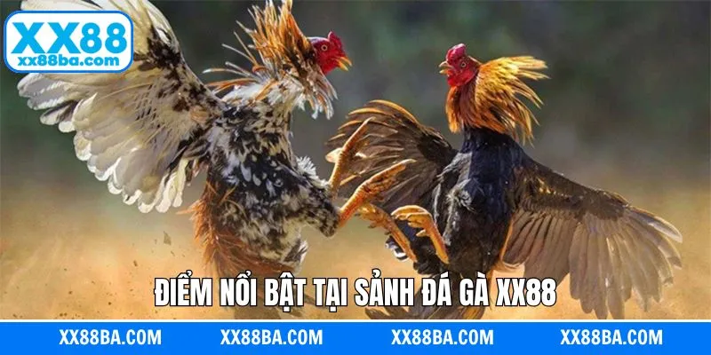 Điểm nổi bật của chuyên mục chọi kê online